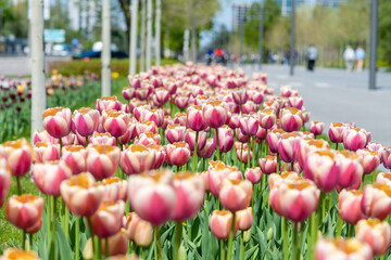 Many colorful tulips along the city alley. White and pink tulips on a green lawn in a city park.