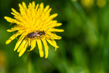 Close-up of a bee collects nectar from a flowering dandelion.