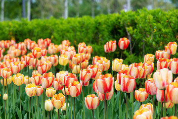 Tulip flower. Colorful tulips flower. Flowers photo concept. Flower background. © o_lypa