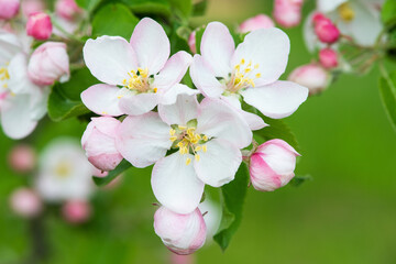 Close-up of apple blossom on apple tree. Blurred green background.