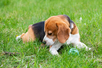 A cute dog beagle is lying on the green grass sniffing a stick.