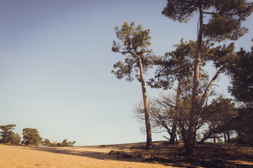 Fototapeta na wymiar Desert and pine trees. National Park de Loonse en Drunense Duinen in Udenhout Netherlands. Bright sunny day