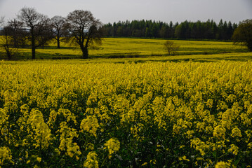 The rapeseed field blooms with bright yellow flowers Derbyshire England ,17.04.2022