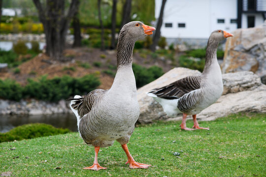 Beautiful perigord geese walk on a green lawn in summer in a park.