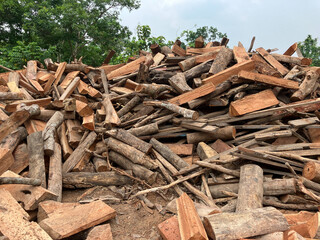 Stack of felled trees. Pine wood industry. Fallen trees