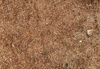 Sawdust or wood dust texture background,close-up background of brown sawdust.