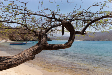 Fototapeta premium Colombian Tayrona national park viewed through a natural frame of a trunk.