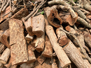 Stack of felled trees. Pine wood industry. Fallen trees