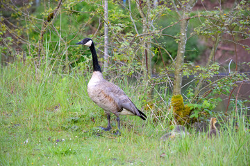 Canada Goose Lookout 04