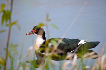 Muscovy Duck 01