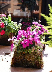 pink petunias 
