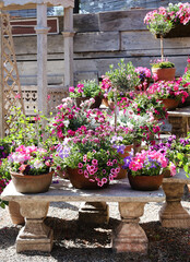 Fototapeta na wymiar pink potted flowers 
