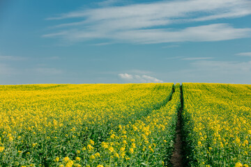 Fototapeta premium Rapeseed field in Poland, Europe