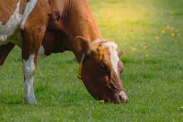 Cow grazing and chewing on the grass on a sunny day, farm animals