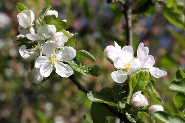 Fototapeta premium apple tree flowers for spring