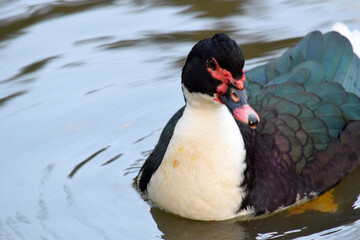 Muscovy Duck Headshot 05