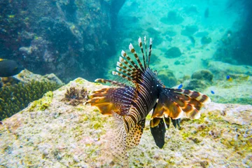 Tuinposter Common Lionfish in sea of Seychelles © Fyle