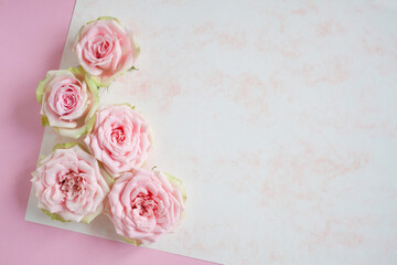 White-pink paper background with flowers, pink roses, space for text greeting, invitation. Сard for wedding, holiday Mother's Day, birthday.