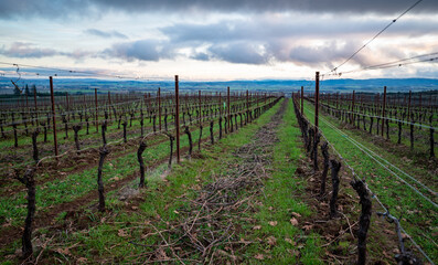 Looking down between rows of grapevines recently pruned, clippings on the green grass between rows of trellised vines in an Oregon vineyard. 