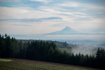 A snow covered Mt Hood in Oregon stands out on the horizon, hills covered with vineyard in the...