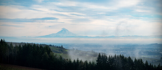 A snow covered Mt Hood in Oregon stands out on the horizon, hills covered with vineyard in the foreground, broken by lines of evergreen trees under a soft cloudy sky. - obrazy, fototapety, plakaty