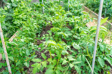Tomato plants growing outdoors in a garden