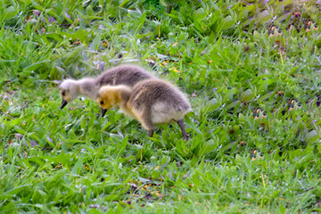 Gosling in Grass 02