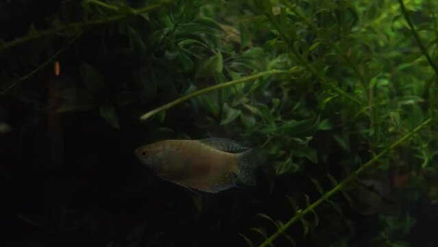 Honey gourami, or honey colisa, is a species of labyrinthine fish from the macropod family