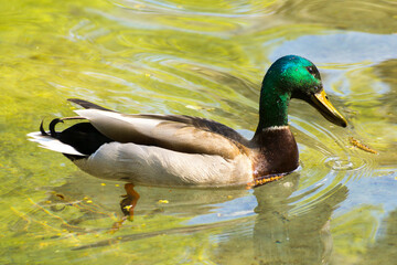 Fototapeta premium a colorful male duck swims on a pond