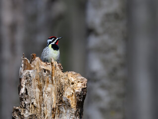 Male Yellow-bellied Sapsucker perched on rotten log