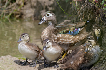 American wood duck (Aix sponsa) female with ducklings, Brazoria county, Texas, USA.