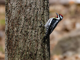 Male  Yellow-bellied Sapsuckers  on tree trunk