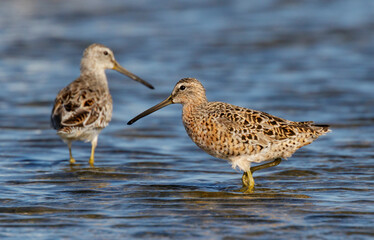Short-billed dowitcher (Limnodromus griseus) feeding at tidal marsh, Galveston, Texas, USA.