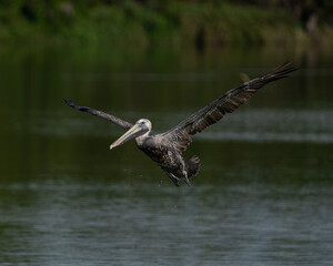 Brown Pelican Taking Flight