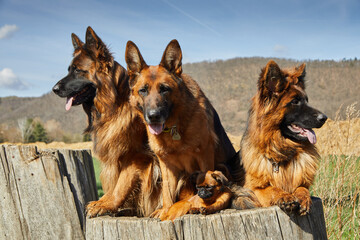 Three adult sheepdogs are on a tree stump with a puppy. In the background is a barren forest. Sky blue. 