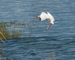 American White Ibis landing