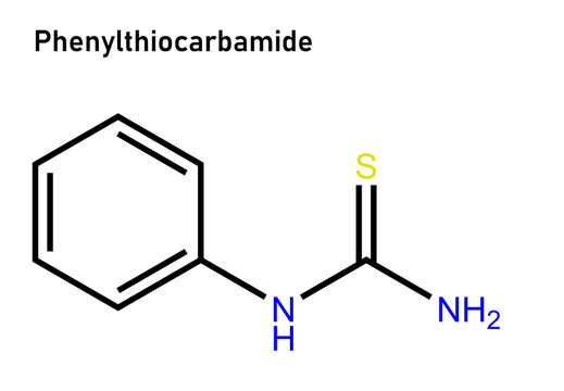 Phenylthiocarbamide, also known as phenylthiourea, is an organosulfur thiourea containing a phenyl ring. It has the unusual property that it either tastes very bitter or is virtually tasteless