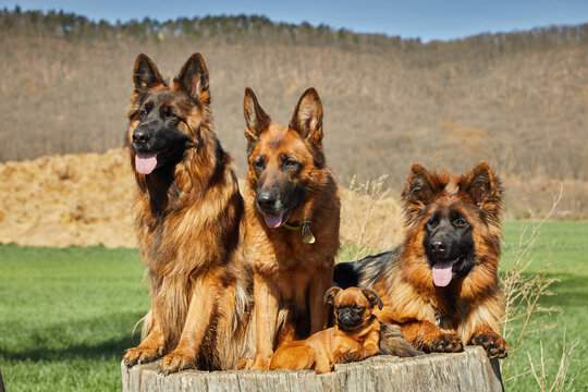 Three adult sheepdogs are on a tree stump with a puppy. In the background is a barren forest. Sky blue. The dogs look past the camera on the left. 