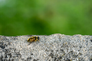 A little bee on a stone wall with a green background, lots of copy space