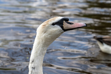 Portrait of a white swan on the river, closeup