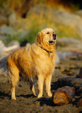 Wet Golden Retriever dog standing on beach by log
