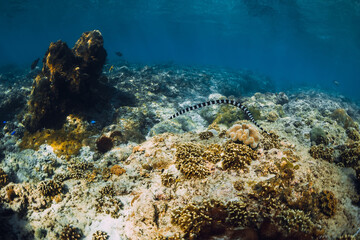 Naklejka na ściany i meble Underwater scene with corals and sea snake. Tropical sea