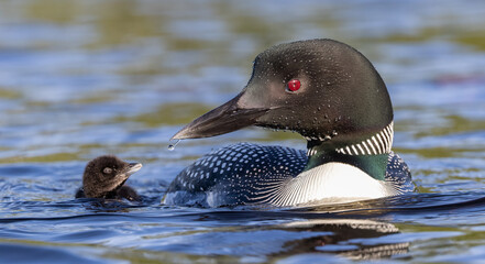 A common loon and chick in Maine 