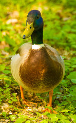 male duck walks on green grass