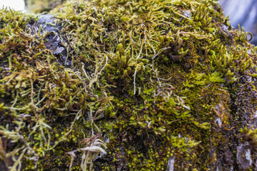 Tree branch overgrown with moss. Close up moss texture