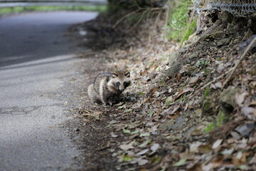 wild raccoon