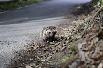 wild raccoon