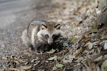 wild raccoon