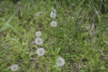 Dandelion fluff