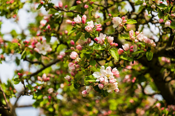 Fototapeta na wymiar Close-up of pink flowering branch of a japanese flowering cherry